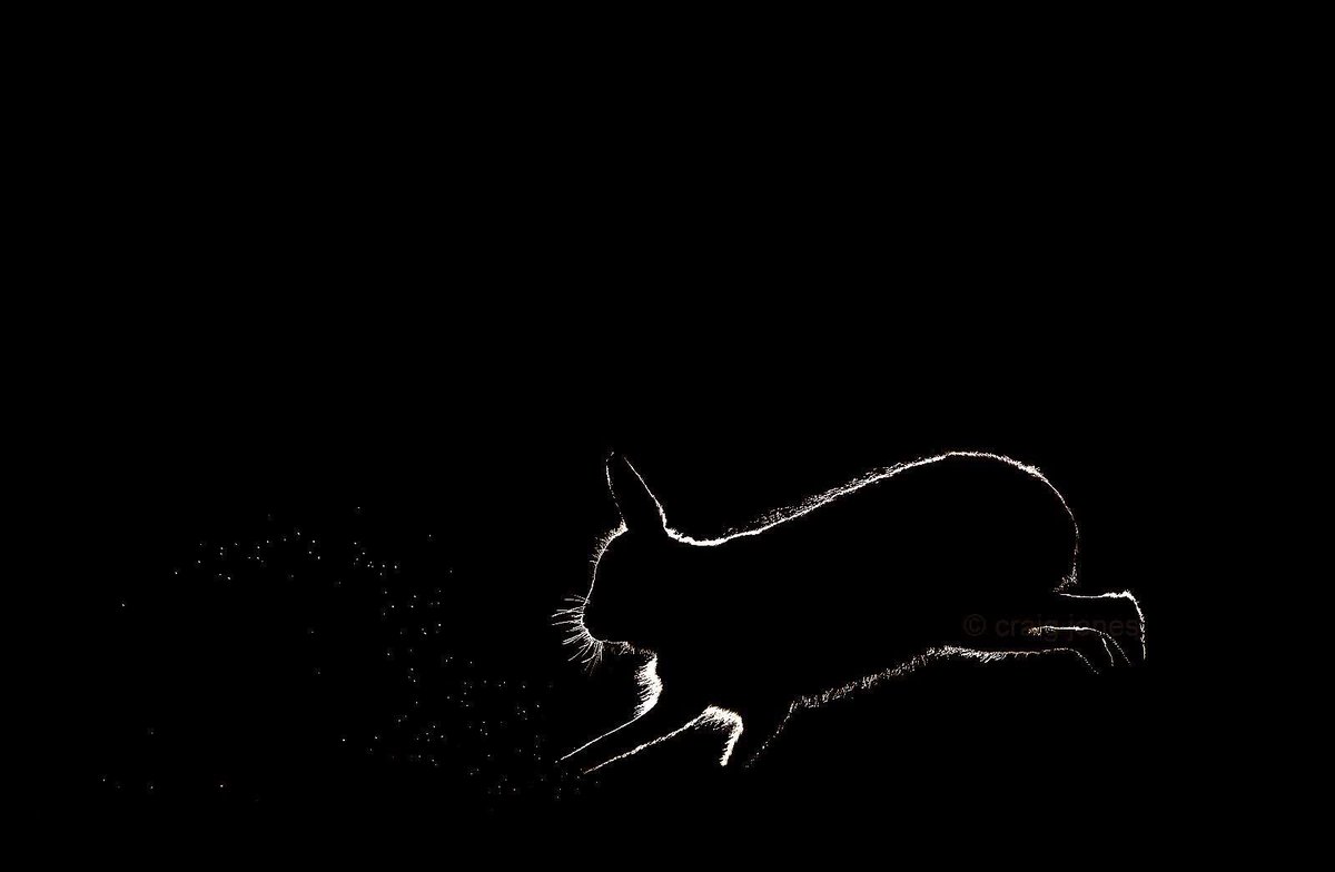 CraigJones17's tweet image. A Mountain Hare moving through snow covered ground at dawn. The light on the Mountain Hare is created by the available light at the time and is completely natural and not fake. @HPT_Official @B_Strawbridge @StephenMoss_TV @GlobalBirdfair @Mammal_Society @PTES @SimonHareTV