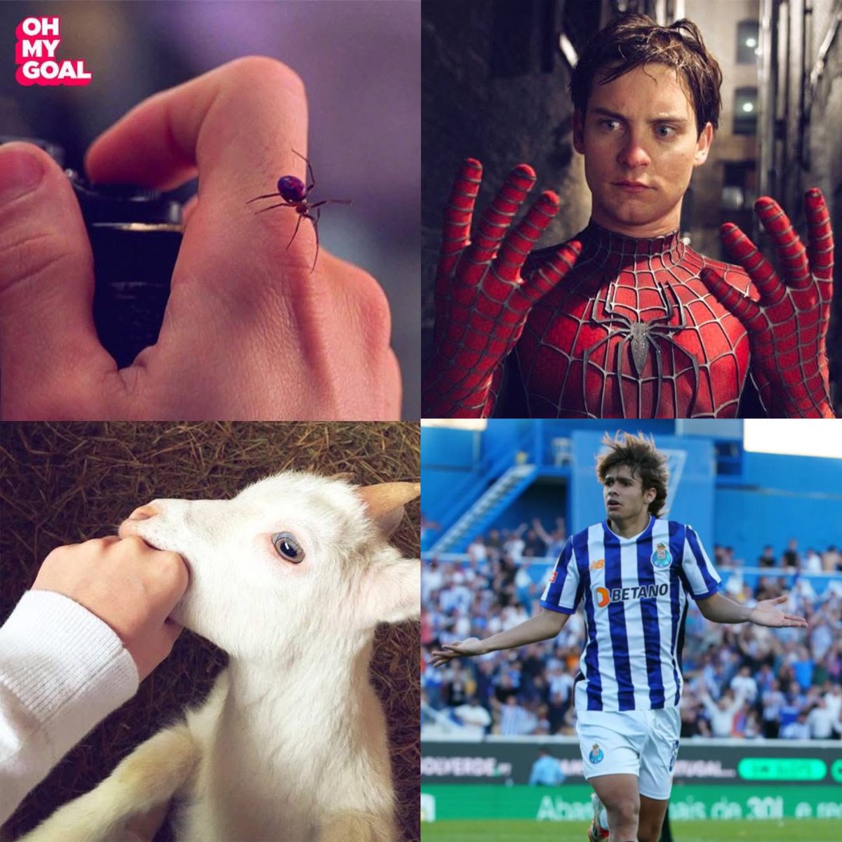 Mora 🐐