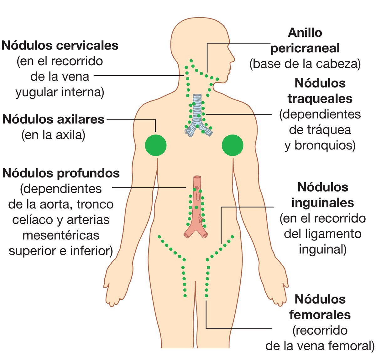 PasionAnatomia's tweet photo. Los #NódulosLinfáticos son pequeñas estructuras encapsuladas que interrumpen el curso de los #VasosLinfáticos y contienen elementos del sistema defensivo del organismo, como #linfocitos y #macrófagos. En algunas regiones se encuentran en grandes grupos. https://t.co/XHspfvI6oR