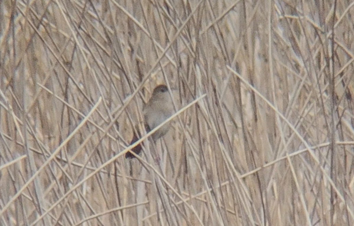 After stumbling upon yet another Hoopoe on the Lizard at Windmill Farm yesterday,  today I popped over to Marazion for the Savi's Warbler. Have a dodge phone scope pic! Also had my first Reed Warblers and Whimbrel of the year. <a href="/CBWPS1/">Cornwall Birds</a>