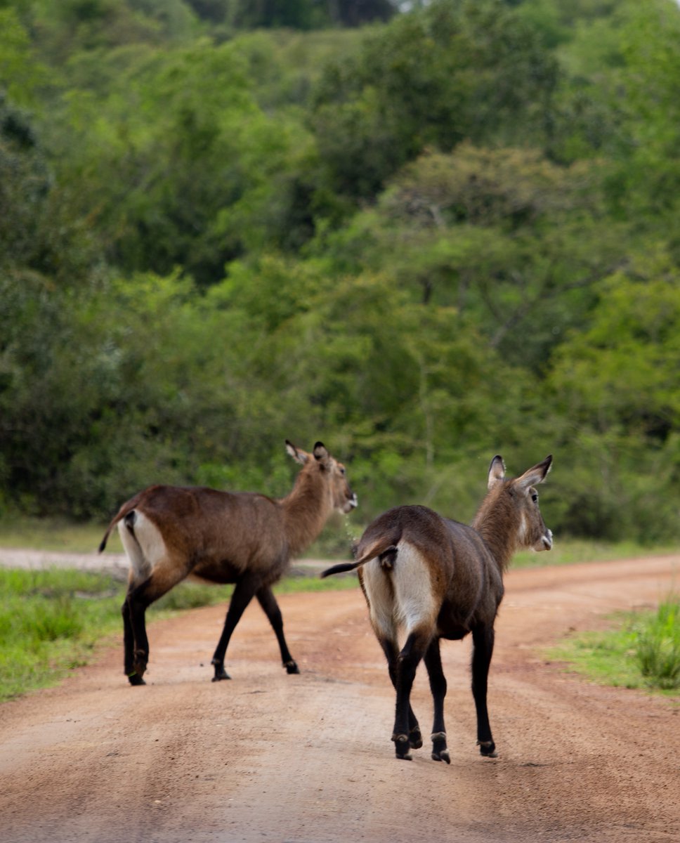 DestnRwanda's tweet photo. A stunning sighting in Akagera, the Defassa waterbuck's posture are truly captivating.
#DestinationRwanda #AkageraNationalPark #Akagera #Rwanda #VisitRwanda #Africa #Safari #Wildlife #Nature #TravelAfrica #EastAfrica https://t.co/s4ypmIAqkG