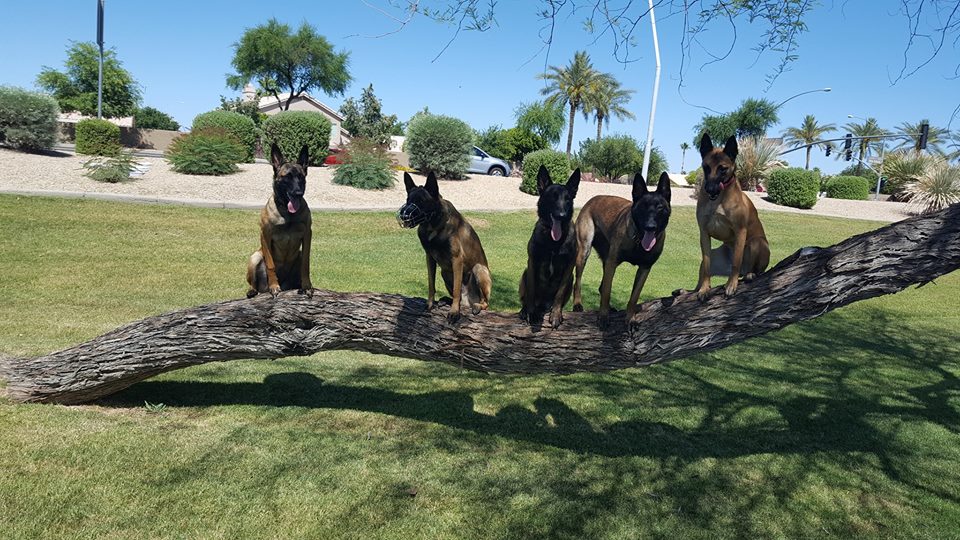 ArmorK9's tweet photo. Dog socialization training: Help your pup build confidence and make friends! Happy dogs, happy owners! #armork9 #professionaldogtrainer #professionaldogtraining #obedience #boardandtrain #privatetraining #personalprotectiondogs #policedogs #DogTraining #SocialSkills https://t.co/gh1yVgzL3e