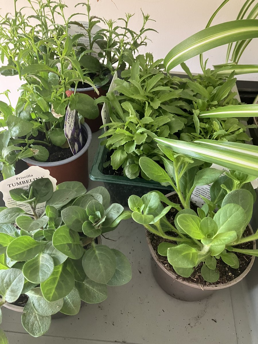 emilyedwards349's tweet photo. Today’s daytime trip to the garden centre has left me exhausted, happy, and naughtily the owner of yet more bedding plants.
Goodnight Everyone
#WritingCommunity #gardencentre #FlowersOnX #summerbedding #SaturdayNight #goodnight https://t.co/nkrlBDYNP0