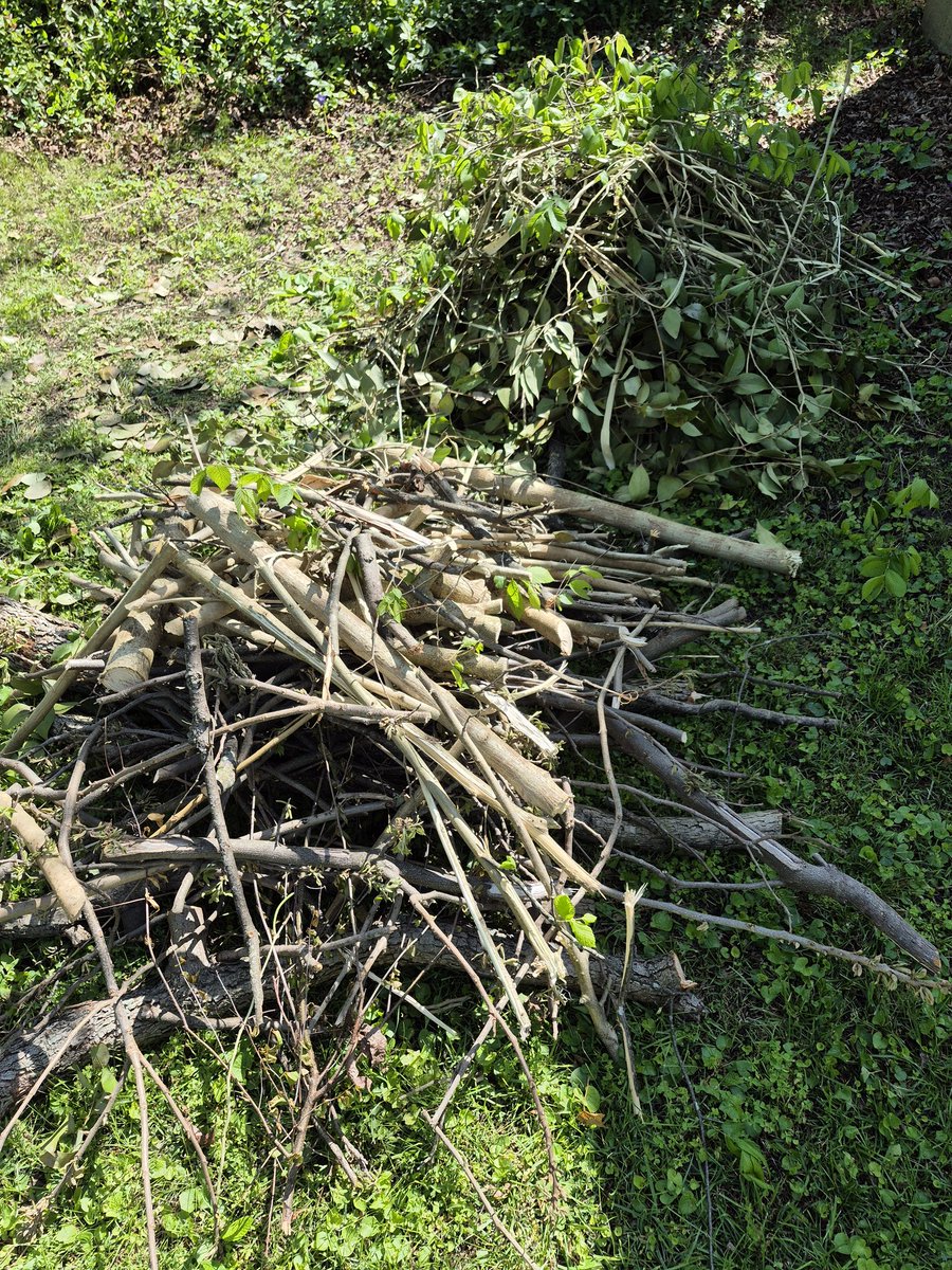 goodlook72's tweet image. I&apos;m tired. Yardwork from 8am-230p today. . 8500 steps. #treework #lumberjack  😂