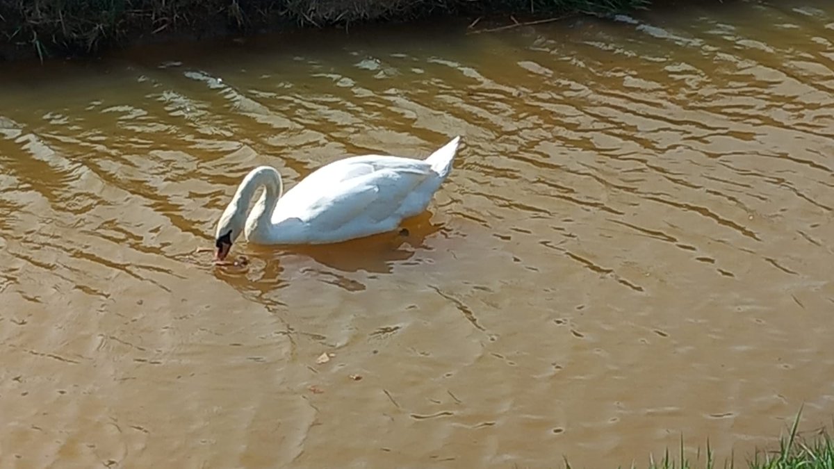 L310 was ringed at the Brayford on 02/08/2023. Since leaving her parents territory she's been sighted at Short Ferry twice once in November 2023 and the next time in January 2024. She's not been sighted since then until today she was sighted in Metheringham.
#LincolnSwans 🦢💚