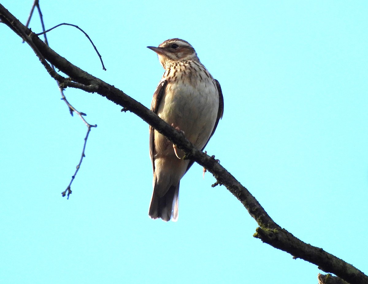 Woodlark at Old Lodge today.