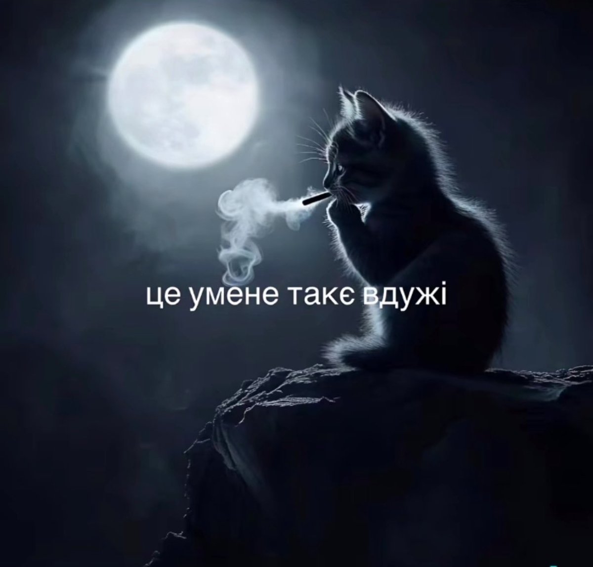 кіт без ваших донатів: