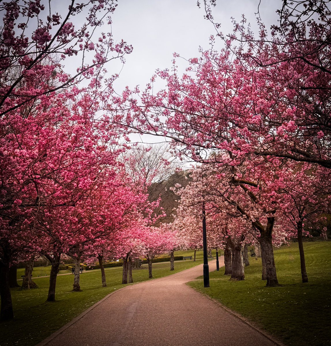 Pink wonderland at #pontypoolpark 🌸 <a href="/ThePhotoHour/">#ThePhotoHour</a> <a href="/S4Ctywydd/">S4C Tywydd</a> <a href="/southwalesargus/">South Wales Argus</a> <a href="/bbcweather/">BBC Weather</a> <a href="/visitwales/">Visit Wales 🏴󠁧󠁢󠁷󠁬󠁳󠁿</a> <a href="/WalesOnline/">WalesOnline 🏴󠁧󠁢󠁷󠁬󠁳󠁿</a> <a href="/Ruth_ITV/">Ruth_TV</a> <a href="/DerekTheWeather/">Derek Brockway - weatherman</a> <a href="/BBCWales/">BBC Wales 🏴󠁧󠁢󠁷󠁬󠁳󠁿</a>
