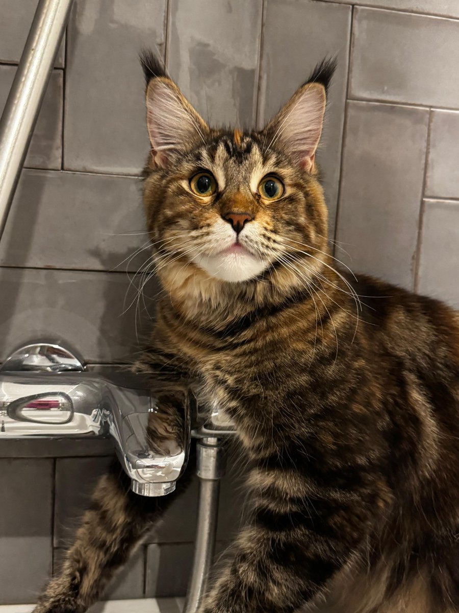 ThatBoringCat's tweet photo. Sanāca kakastrofa. Kamēr man mazgāja bumbierenes, kāds saplosīja guvernantes dekoltē. https://t.co/ljAZcZy8mf