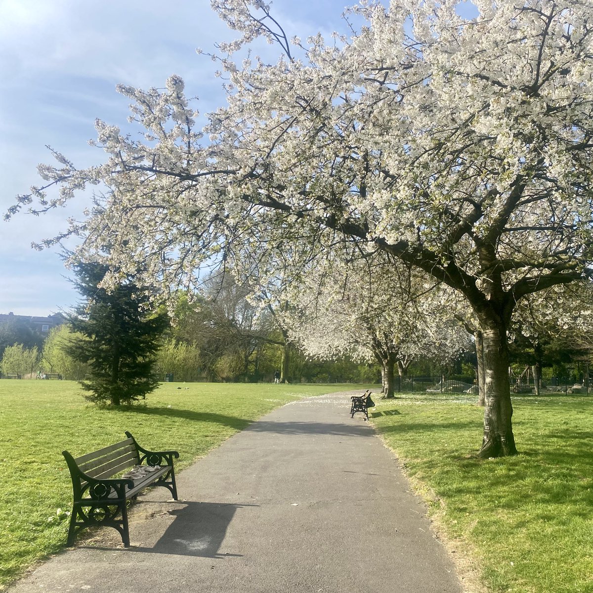 Anne Whitehead tweet media