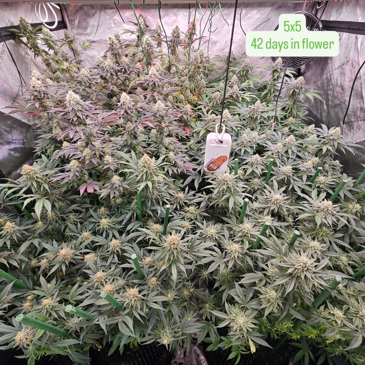 The Sleepy Gnome (@sleepygnomegrow) on Twitter photo 