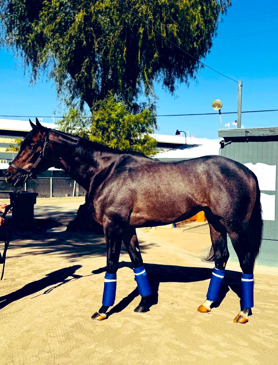 TomRyanKY's tweet photo. SF homebred colt Madaket Road, a son of Quality Road, worked solo this morning at Santa Anita. He went a half-mile in 47 flat full of energy for @BobBaffert  He is now officially qualified 18th for the 151st Kentucky Derby, which is just 21 days away. He is a talented and progressive colt. He needs to move forward over the next 3 weeks to be effective; thankfully, he’s healthy and happy and has experience under his belt. He will be in barn 33 @ChurchillDowns we couldn’t be more proud of the great team around these colts. @Watch1ST 🎥