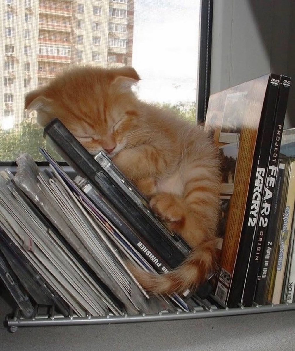 Catsillyness's tweet photo. eepy https://t.co/duS6WU3jC0