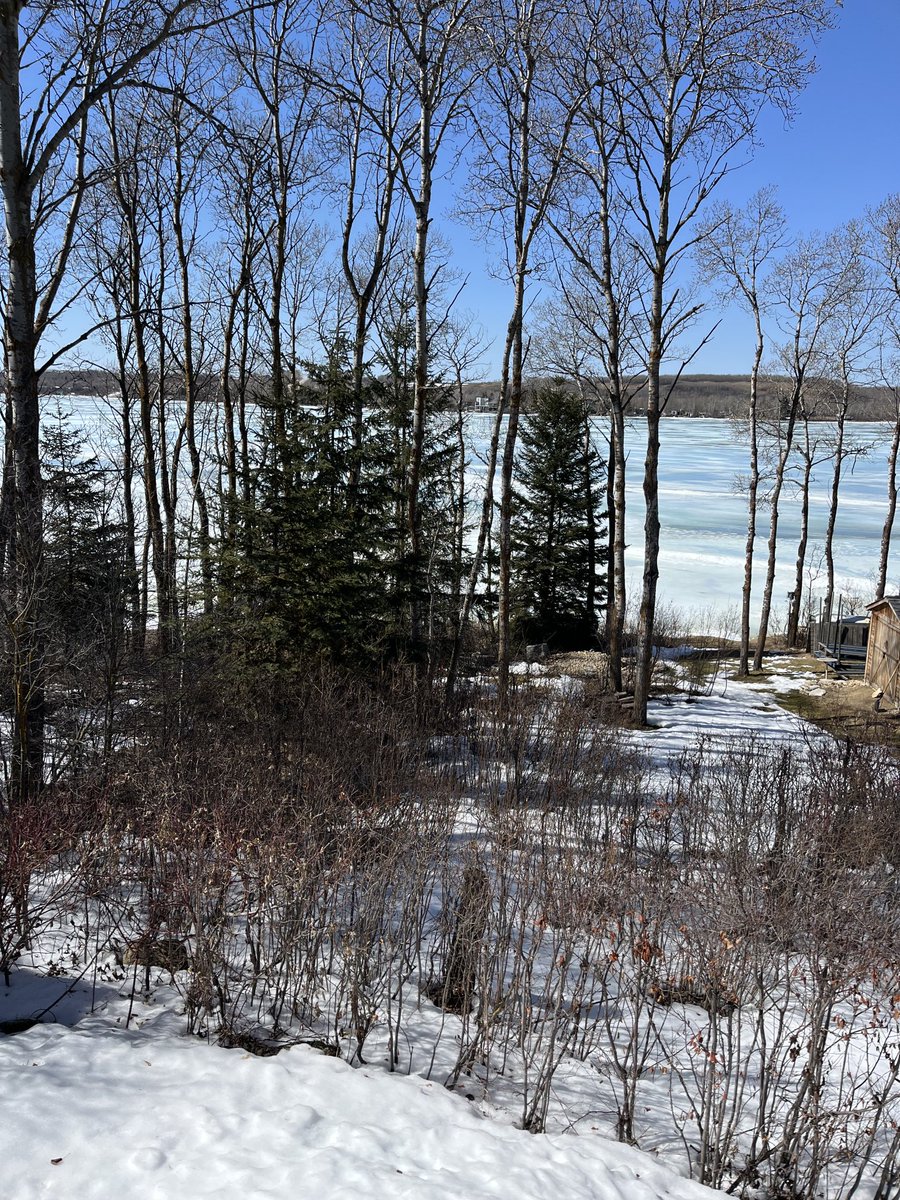 LittleDenene's tweet image. It’s melting so it’s pretty much summer here. 

#Saskatchewan #shortsseason