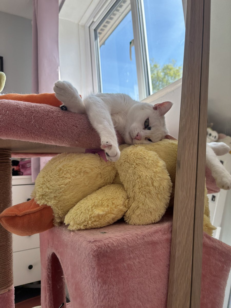 simi🍒 tweet media