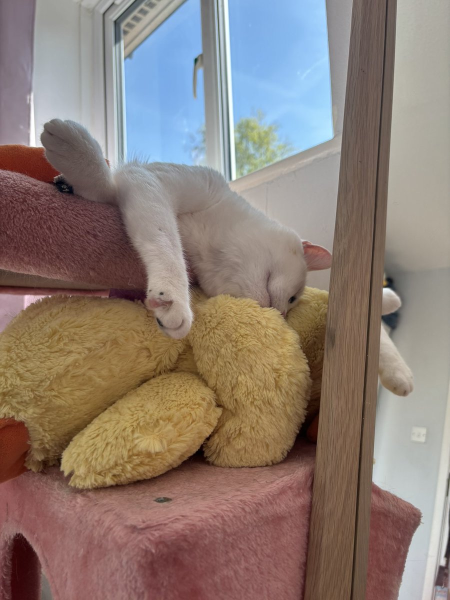 simi🍒 tweet media