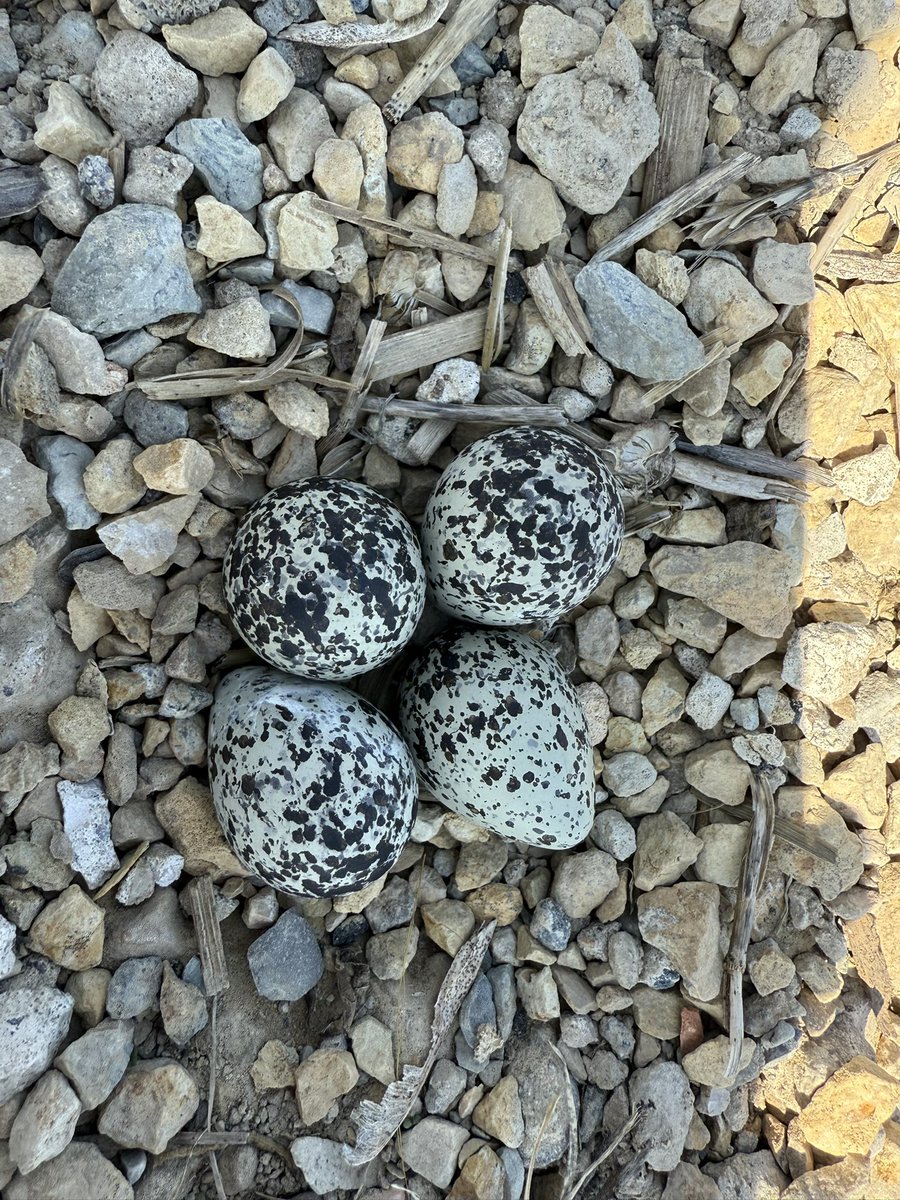 Killdeer bird eggs laid in some gravel