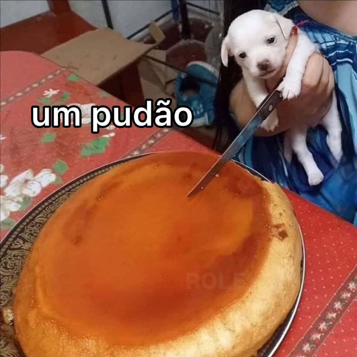 Rolê Aleatório (@rolealeatorio) on Twitter photo 