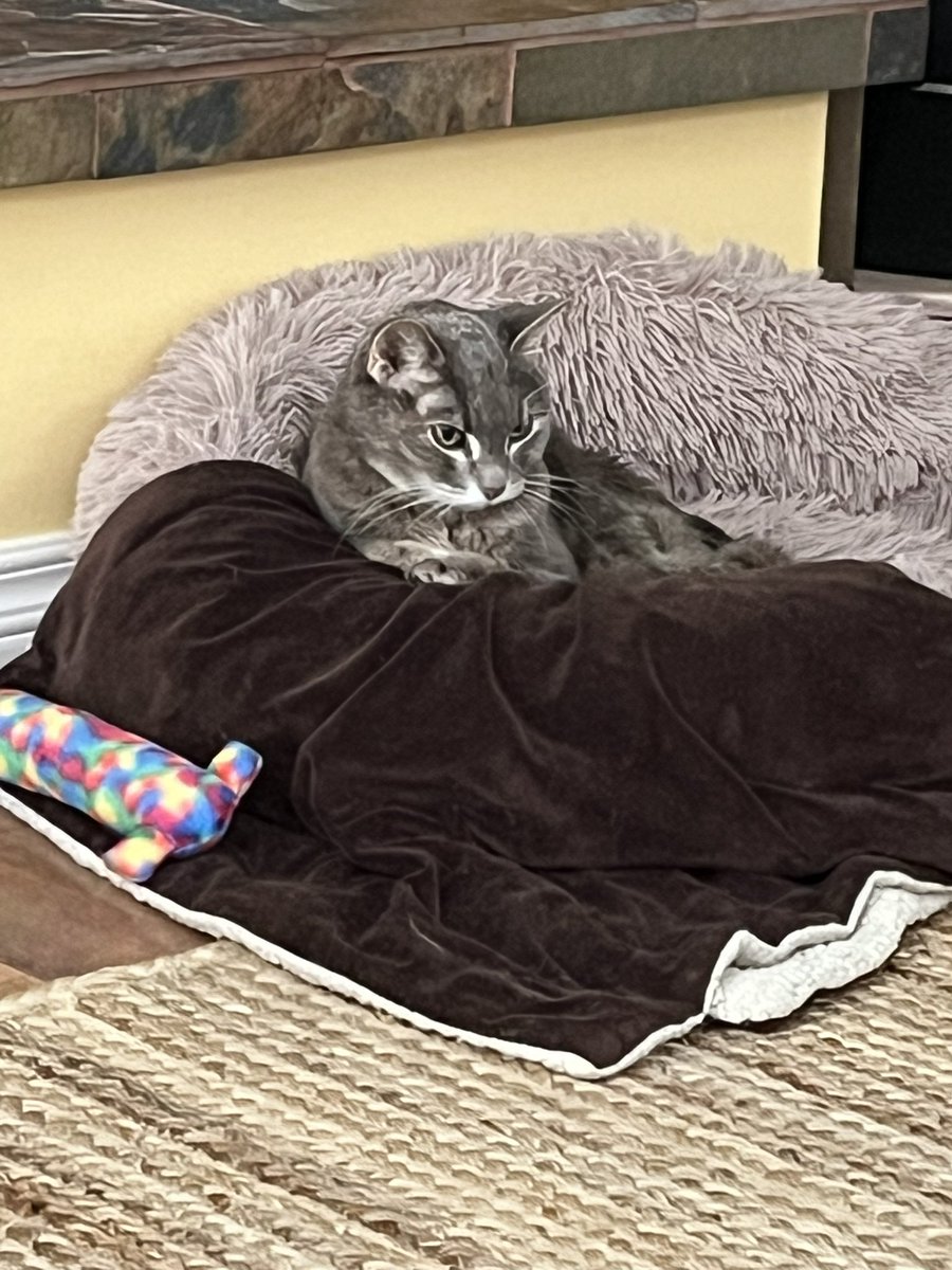 Miss Hissy Pissy tweet media