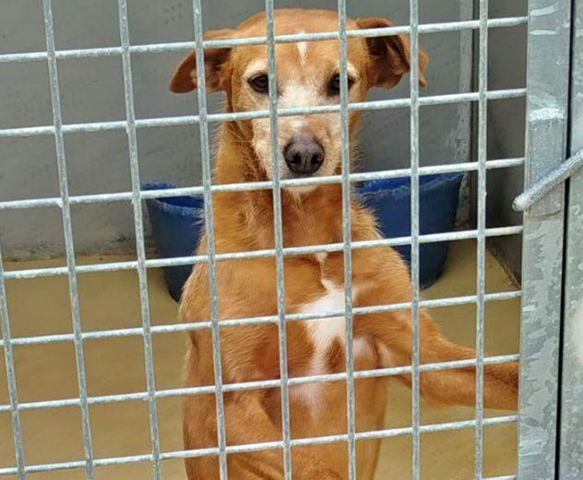 (A la espera de provincia)
Contacto: WhatsApp al 631 72 66 15

#ROSSIE tiene 10 añitos. La pobre lleva más de dos de ellos, encerrada en una perrera y por su raza y edad, está condenada a morir ahí sin haber conocido un hogar.

Es una pequeñína maravillosa; cariñosa, dulce, se