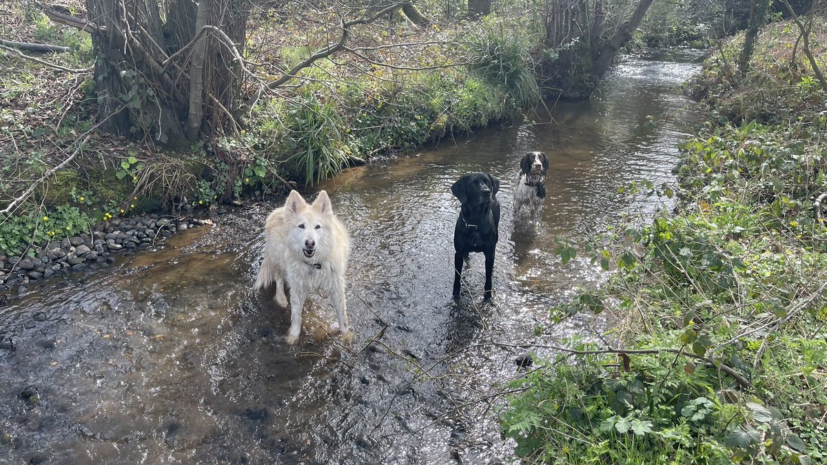 RPD’s Stark &amp; Mickey having a nice cool off in the stream during their walk today with pets Roxie &amp; Sully