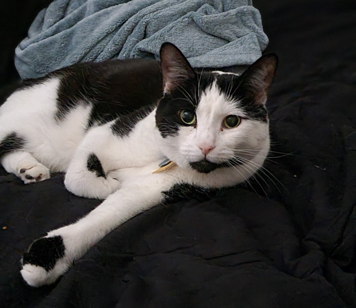 darkgoddess718's tweet image. #HitPaw #HitPawCatTax 
@HitPawofficial