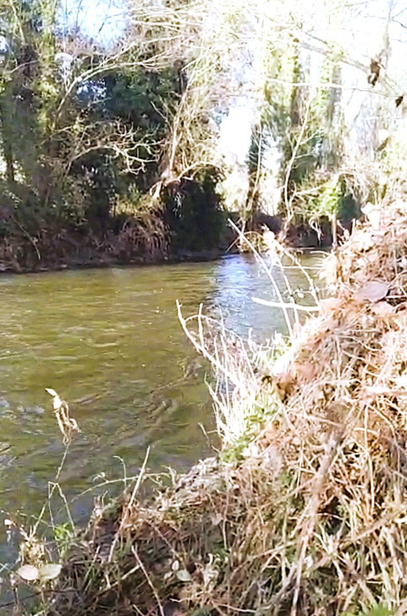 DaniElefantman's tweet photo. El río Eresma , lleva buen caudal de agua #río #Eresma #hacerfotos #Segovia https://t.co/5HWGxvnrdc