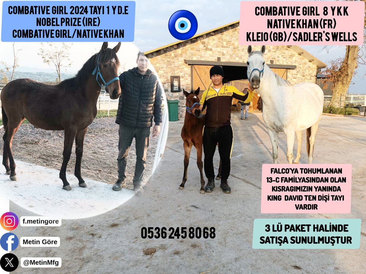 MetinMfg's tweet photo. 3 lü paket halinde #13CFamilyası #NativeKhan kızı damızlık #Falco ya tohumlandı,kısrak babası #SadlersWells Kısrağımızın yanında #KingDavid dişi tayı ve 2024 lü #NobelPrize erkek tayı ile paket halinde satışa sunulmuştur #İdmanda #KoşanAtlar #TercihliKısraklar #GebeKısraklar #ArapTaylar #İngilizTaylar #Yearling #ArabianHorses #Stallion #Tjk #Hipodrom #hara #Çiftlik  #TaySatış 0536 245 80 68 @AtcilikKtp @kursatalkan37 @_TJK_ @SIAYSD @varmitalip