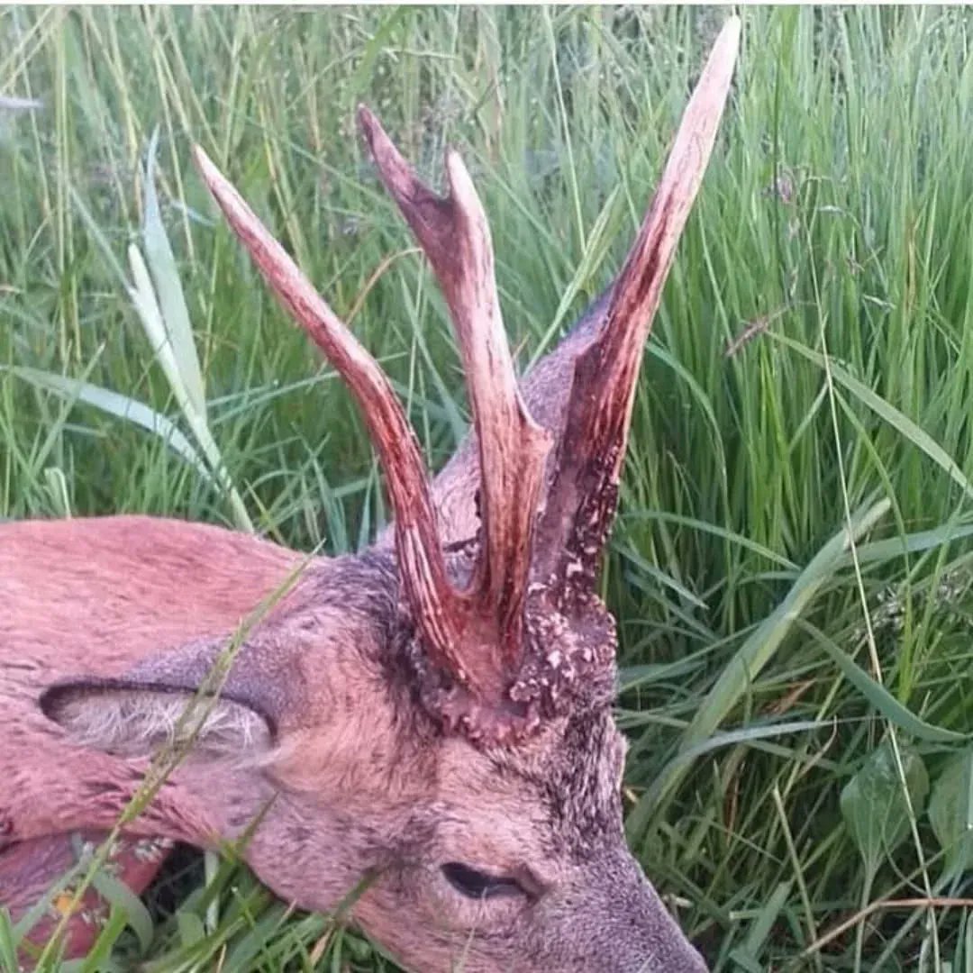 RT
Would you shoot this buck?

#hunting #buck #huntingdeer #Caturday #SaturdayMorning