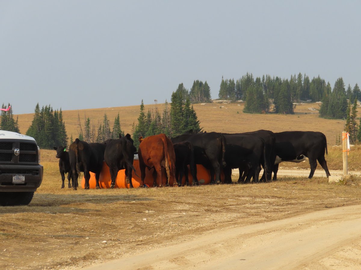 USFWSFire's tweet image. “We got cows!” – Twister (1996)

Ok, we don’t really have cows, but we could have had cows, esp. on #NationalBigWindDay when gusts were measured @ 231 mph. Wind is 1 of the most impactful elements when it comes to 🔥behavior 

 #WindyWeather #BlownAway

📸 Cliff Berger/USFWS