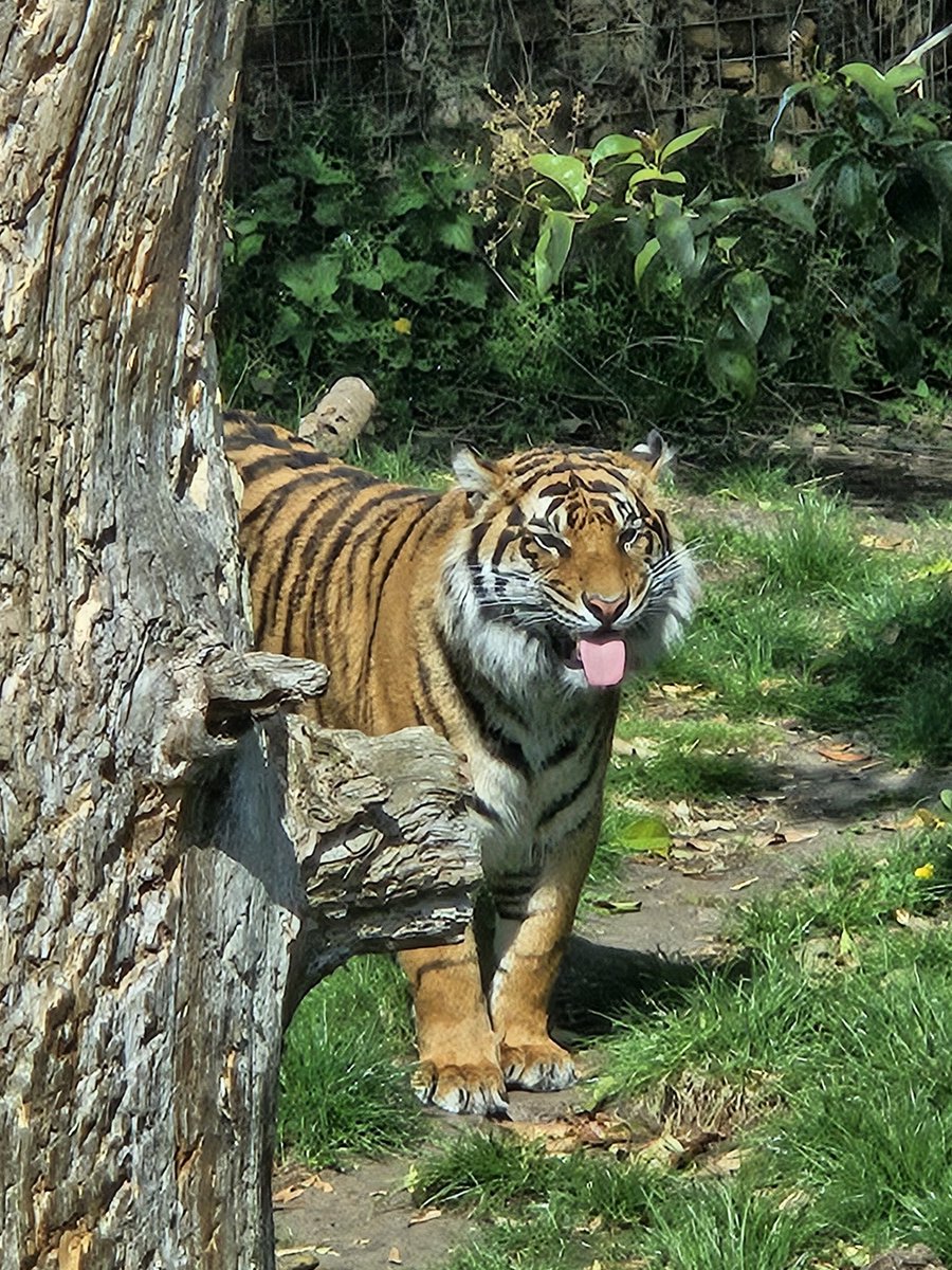 TiLilyprincess's tweet photo. Best picture i took today 🐯 https://t.co/1hEaJrIRag