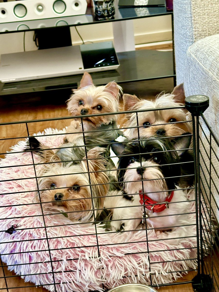 سَعْد الْهَاشِمِيِّ الْقُرَشِيِّ tweet media