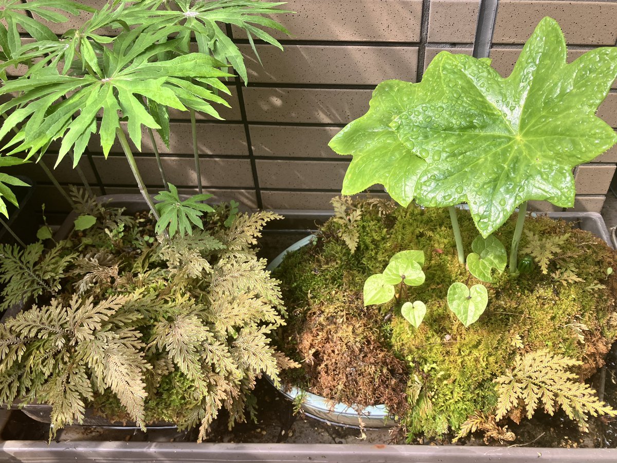 新緑の季節
破れ傘、八角蓮、双葉葵
見ていて飽きない造形美の植物