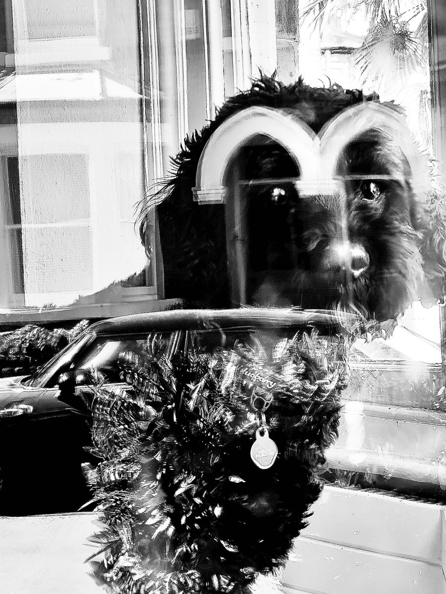 emmafwright's tweet photo. Surprise, Surprise!
https://t.co/i1Qikaiu6F

#shotoniphone #streetphotography #blackandwhitephotography #mansbestfriend #streetlife
#Reflections #surrealism https://t.co/sLTiXkk1MT