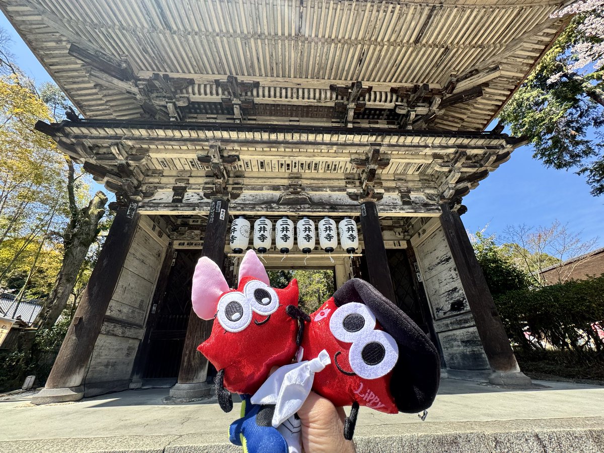 Seraph_hiro24's tweet photo. 🌸全国からNissyへ春をお届け📣🌸
#Nissy_Re10th 全力で完走したNissyへ全国から桜のプレゼント🎁
第2弾 2025/04/12
場所:滋賀県 『三井寺』『石山寺』
#Nissy_NBC
#Nissy_Re10th最高の到達点をありがとう
#Nissyに私達から春のお知らせ
#各地の桜
#NissyへLippy_Rujju_桜
@NissyStaff https://t.co/kLmGJ0saJr