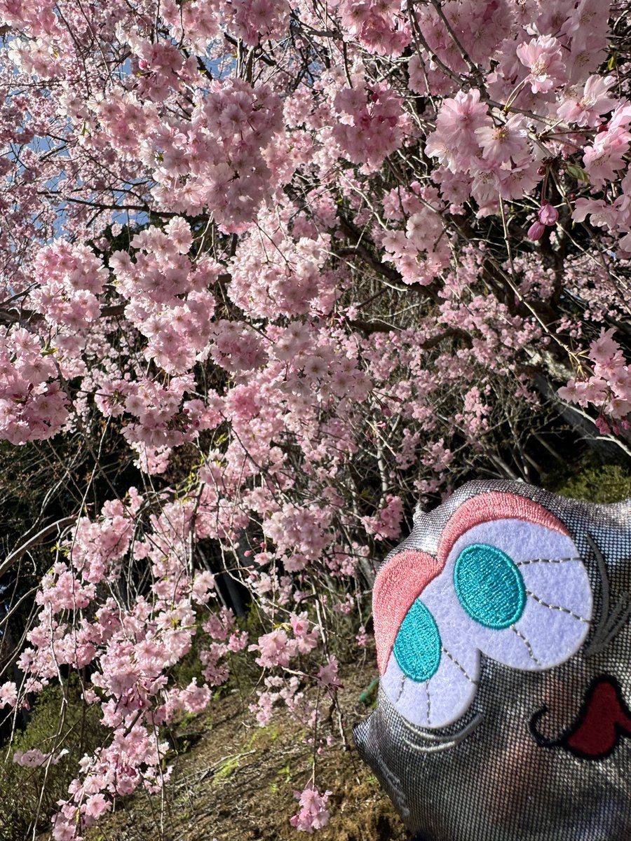 Seraph_hiro24's tweet photo. 🌸全国からNissyへ春をお届け📣🌸
#Nissy_Re10th 全力で完走したNissyへ全国から桜のプレゼント🎁
第2弾 2025/04/12
場所:滋賀県 『三井寺』『石山寺』
#Nissy_NBC
#Nissy_Re10th最高の到達点をありがとう
#Nissyに私達から春のお知らせ
#各地の桜
#NissyへLippy_Rujju_桜
@NissyStaff https://t.co/kLmGJ0saJr