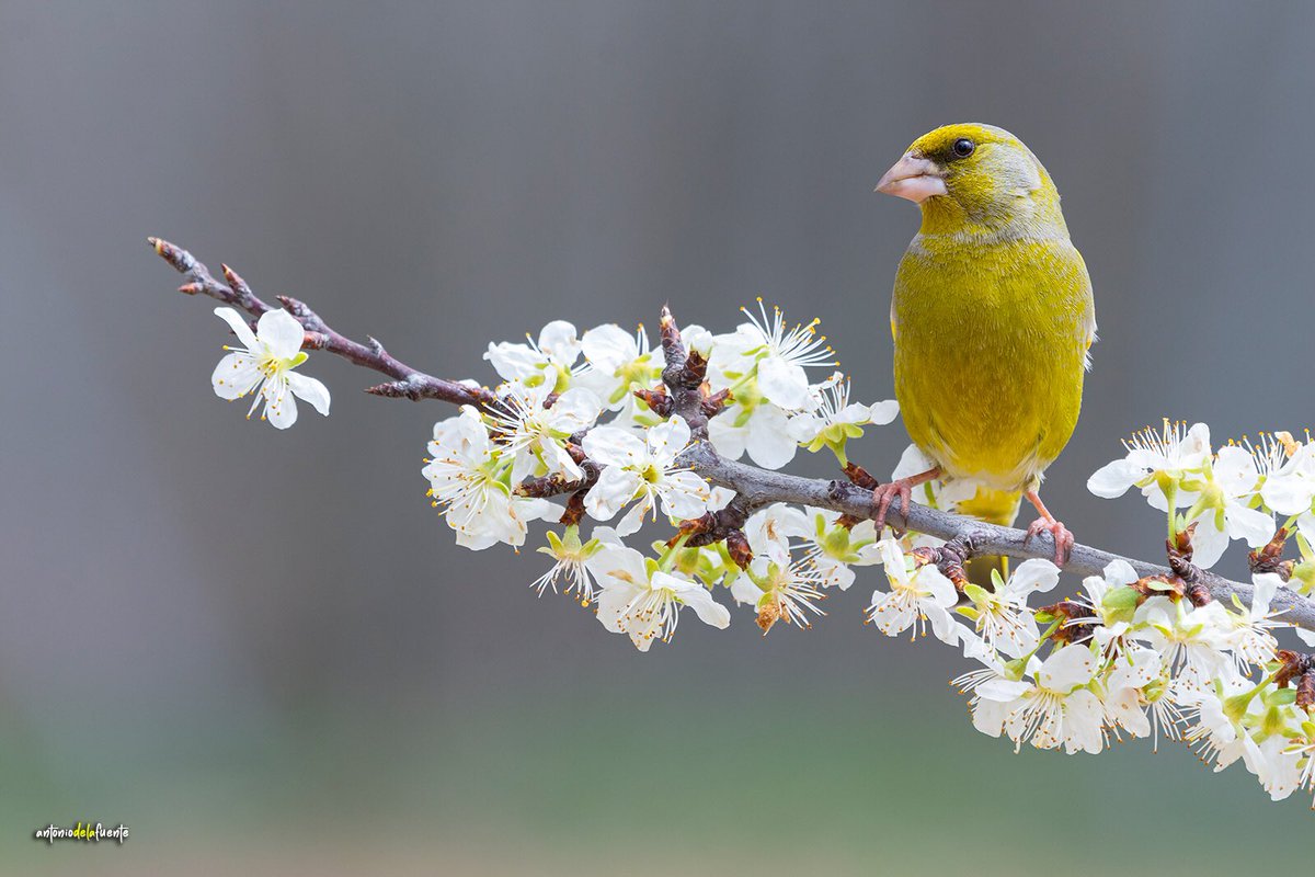 Verderón primaveral 🌼