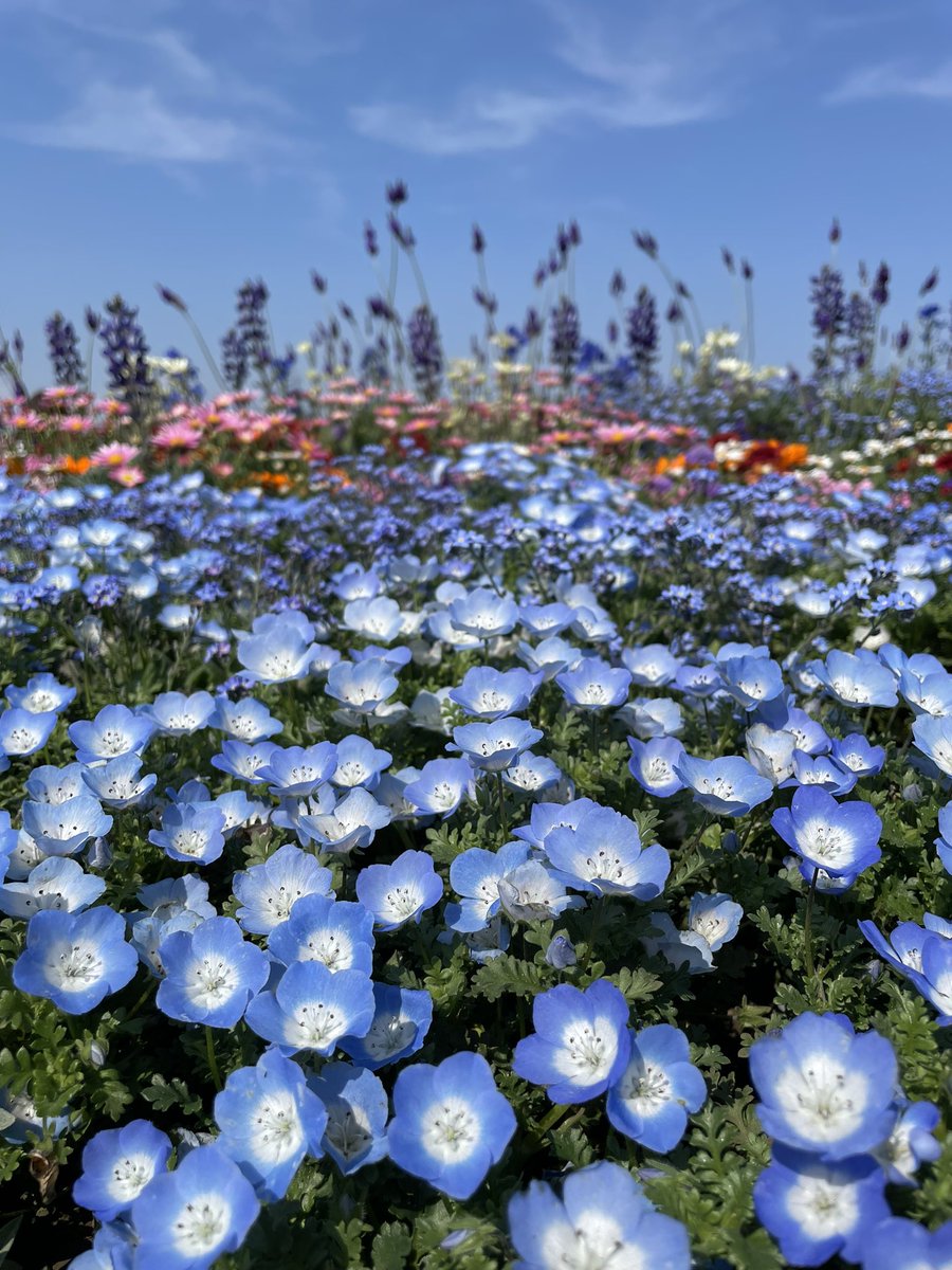 ukfrenchstore's tweet photo. 横浜・山下公園がまるで夢のようなお花畑でした。心がときめきます💐 https://t.co/C2VXC0DVjw