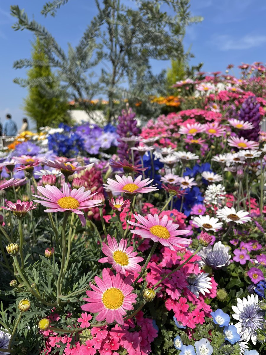 ukfrenchstore's tweet photo. 横浜・山下公園がまるで夢のようなお花畑でした。心がときめきます💐 https://t.co/C2VXC0DVjw