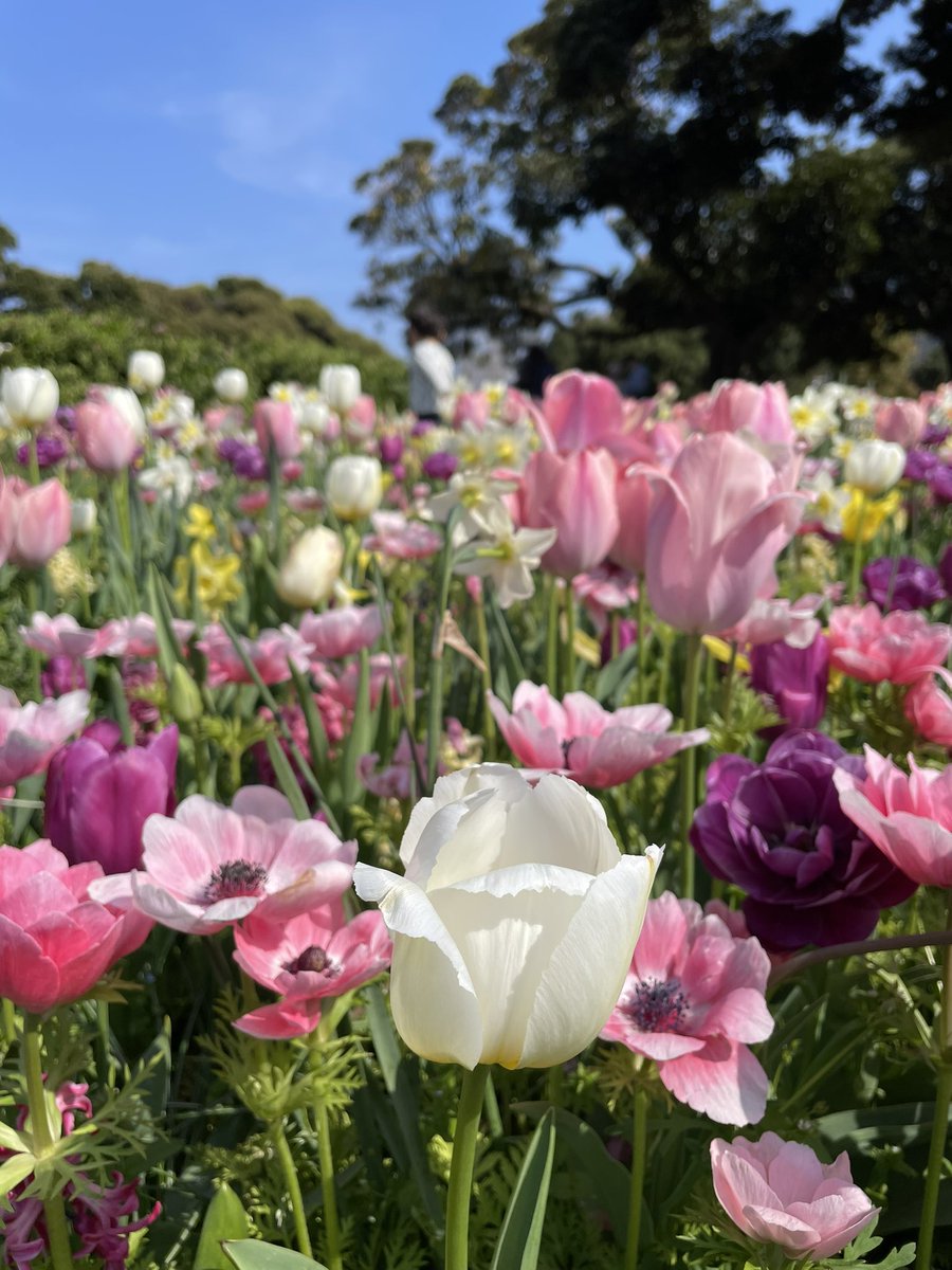 ukfrenchstore's tweet photo. 横浜・山下公園がまるで夢のようなお花畑でした。心がときめきます💐 https://t.co/C2VXC0DVjw