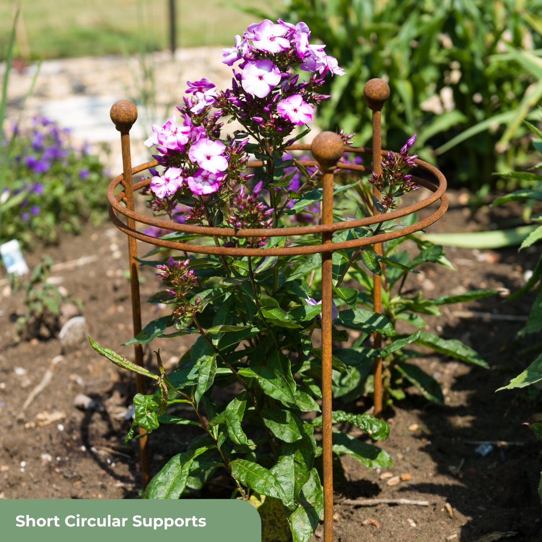 HarrodHort's tweet photo. Supports that are made to be seen 🌸

Our plant supports are designed to offer strength and structure without compromising on style. https://t.co/lD4pkZAx08