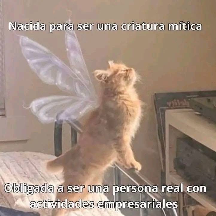 Dilo con gatitoz (@dilocongatitoz) on Twitter photo 