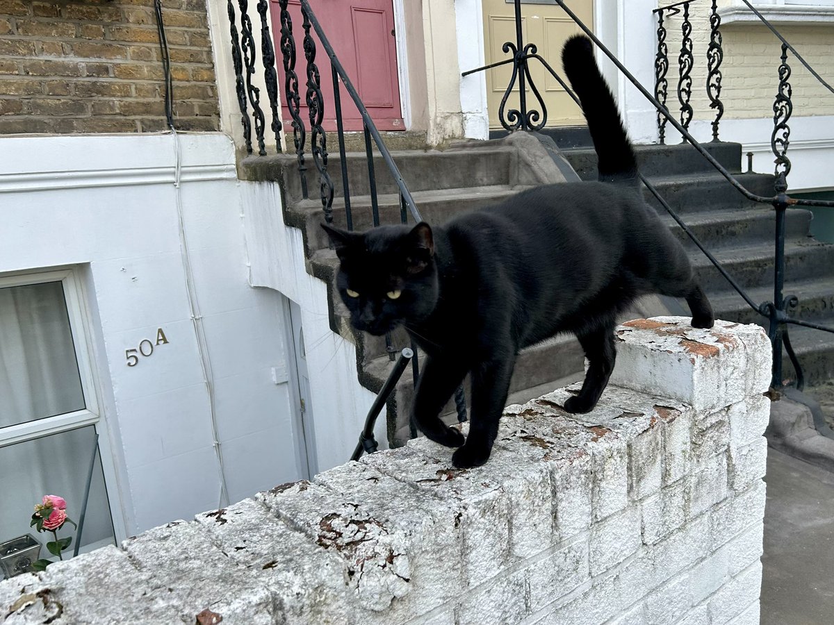 ___ki_uk's tweet photo. 黒猫！と思って写真撮ってたらめっちゃ近づいてきた。イギリスの猫って人懐っこくない…？🐈‍⬛ https://t.co/a1uMM6s6nz