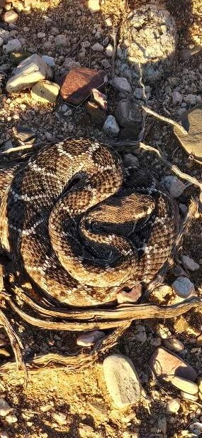 Nicholas Clement tweet media