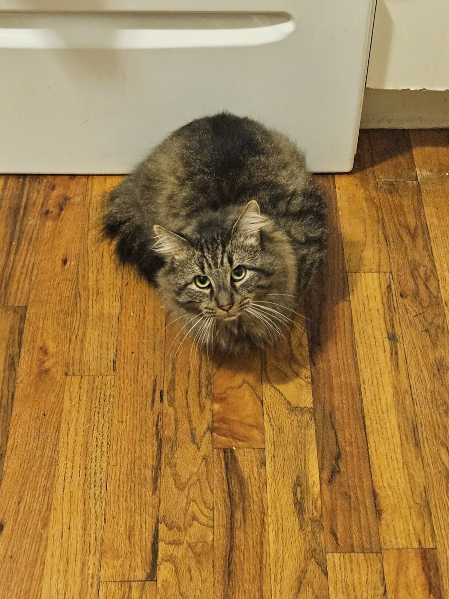 MadamMatty93's tweet photo. Celebrating #Caturday with my three cats:
White - River 🐱🐈🐈‍⬛
Gray - Smokey 🐱🐈🐈‍⬛
Orange - Poco 🐱🐈🐈‍⬛ https://t.co/Mm5UkLxGl1