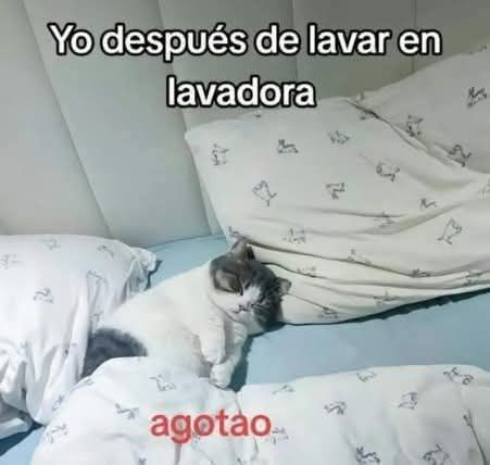 nacional_memes's tweet photo. 🐶 https://t.co/IjDuSZbmvf