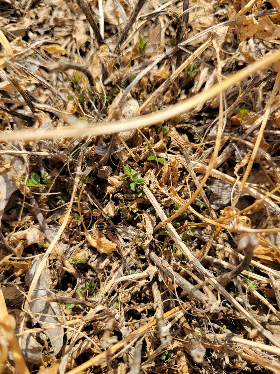 Kaup_Seed's tweet photo. Winter annuals are starting to emerge—start clean, stay clean! 🌱 Pre-emergent herbicides can stop these early weeds before they become a problem. Let’s talk about how to protect your fields and give your crops the best start this season. 

#StartClean #WeedControl https://t.co/rf7U6LJd2O