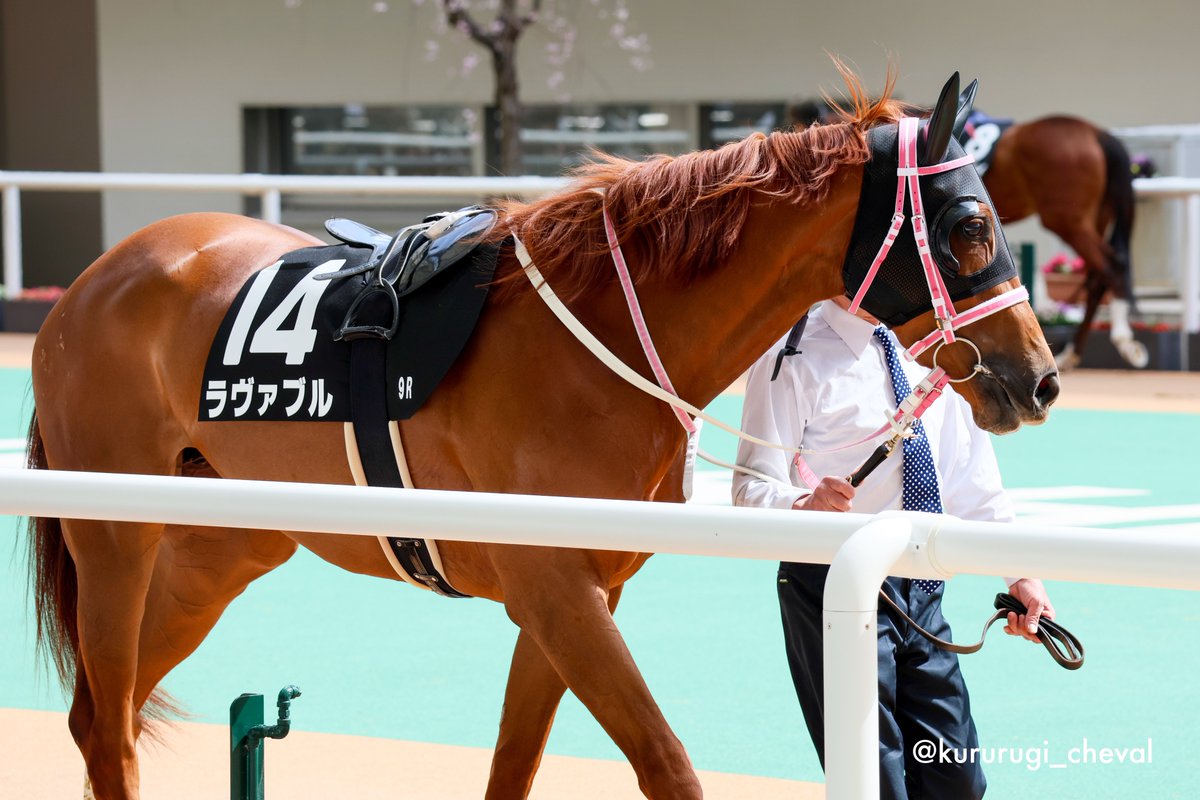 kururugi_cheval's tweet image. 2025.03.29 阪神9R 君子蘭賞

#メイショウピリカ &amp;amp; #武豊 騎手

#ラヴァブル &amp;amp; #幸英明 騎手