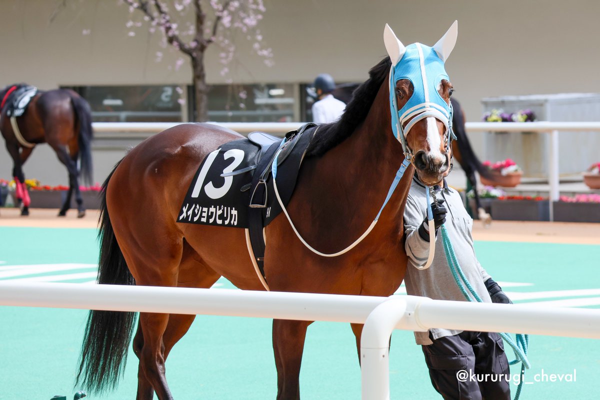 kururugi_cheval's tweet image. 2025.03.29 阪神9R 君子蘭賞

#メイショウピリカ &amp;amp; #武豊 騎手

#ラヴァブル &amp;amp; #幸英明 騎手