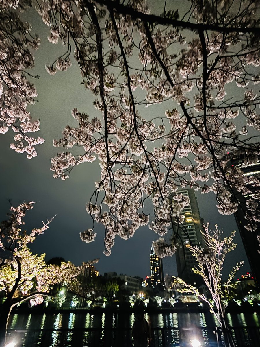 Ut74SDcPm725252's tweet image. 2週間前に一緒に見た景色を見に行ったよ
その時は咲き始めꉂ🤭
でもとても綺麗だった🌸*・
桜を見ると私を思いうかぶと言うてくれた人がいる
大好きな桜が散り始めてる
桜が散ると
私の記憶も消えてしまうのかも𖥧𖧧
いやだな…
#私の大切な宝者
#写真で伝えたい私の世界
#iPhone越しの私の世界